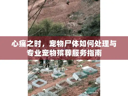 心痛之时，宠物尸体如何处理与专业宠物殡葬服务指南