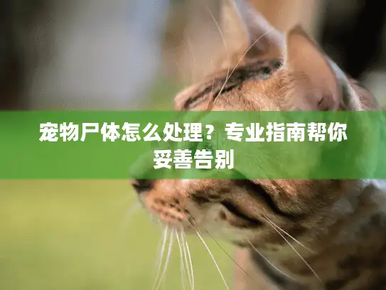 宠物尸体怎么处理？专业指南帮你妥善告别