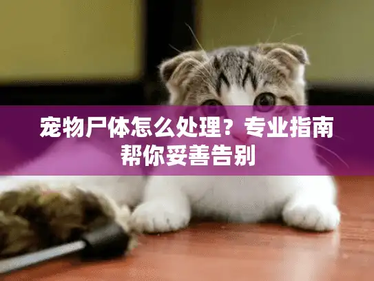 宠物尸体怎么处理？专业指南帮你妥善告别