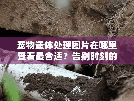 宠物遗体处理图片在哪里查看最合适？告别时刻的隐私与尊严守护指南