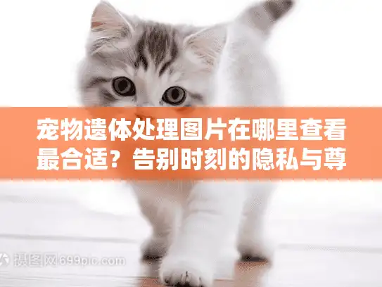 宠物遗体处理图片在哪里查看最合适？告别时刻的隐私与尊严守护指南