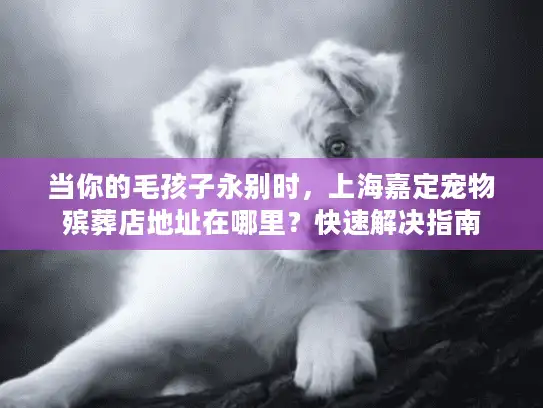 当你的毛孩子永别时，上海嘉定宠物殡葬店地址在哪里？快速解决指南