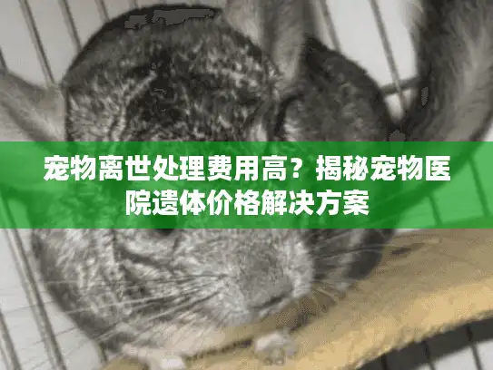 宠物离世处理费用高？揭秘宠物医院遗体价格解决方案