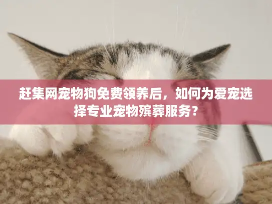 赶集网宠物狗免费领养后，如何为爱宠选择专业宠物殡葬服务？
