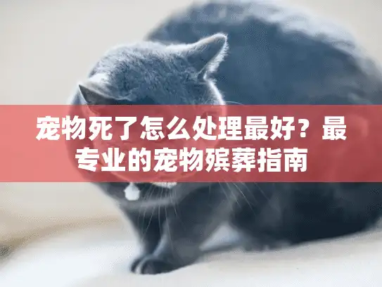 宠物死了怎么处理最好？最专业的宠物殡葬指南