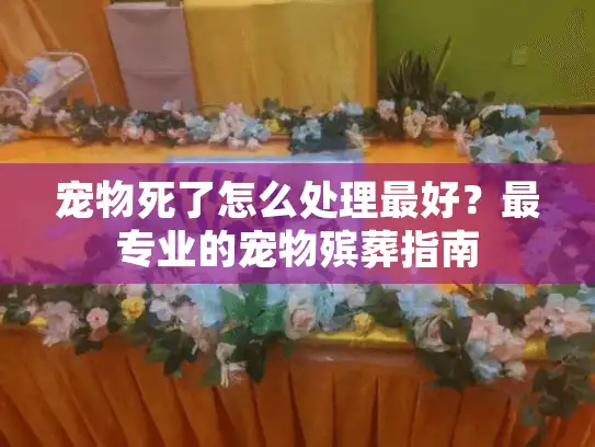 宠物死了怎么处理最好？最专业的宠物殡葬指南