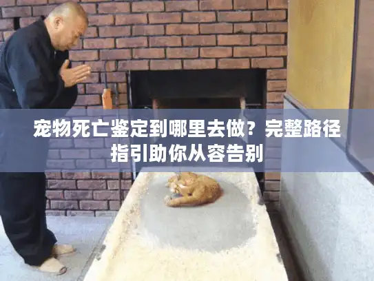 宠物死亡鉴定到哪里去做？完整路径指引助你从容告别