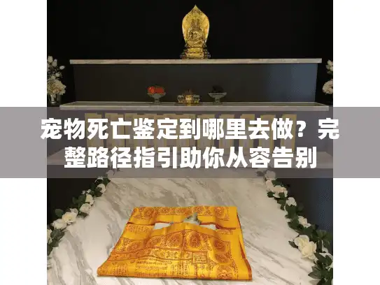 宠物死亡鉴定到哪里去做？完整路径指引助你从容告别