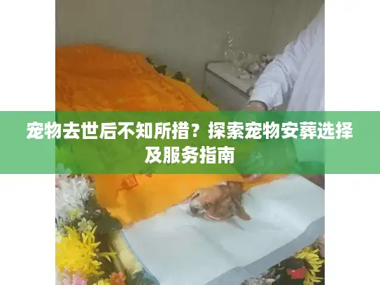 宠物去世后不知所措？探索宠物安葬选择及服务指南