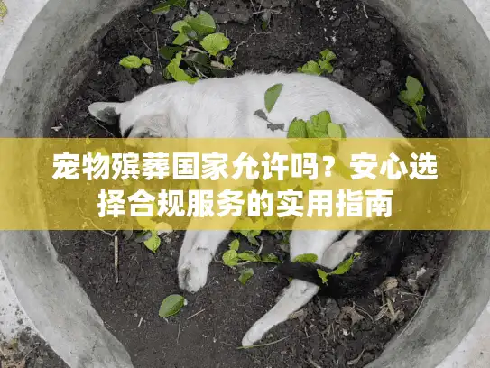 宠物殡葬国家允许吗？安心选择合规服务的实用指南