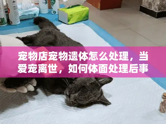 宠物店宠物遗体怎么处理，当爱宠离世，如何体面处理后事？