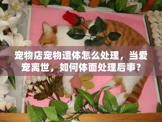 宠物店宠物遗体怎么处理，当爱宠离世，如何体面处理后事？