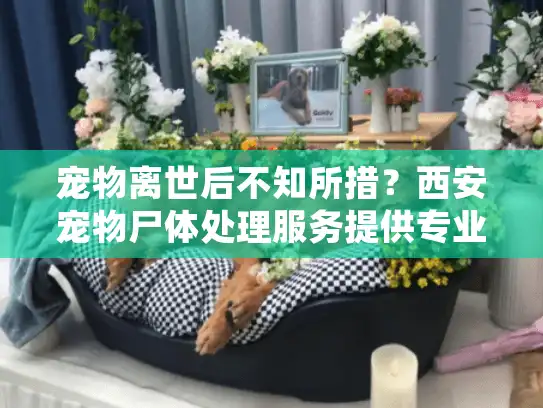 宠物离世后不知所措？西安宠物尸体处理服务提供专业帮助