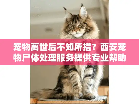 宠物离世后不知所措？西安宠物尸体处理服务提供专业帮助