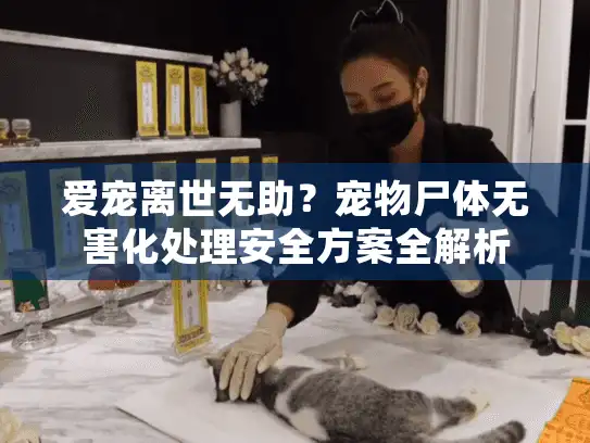 爱宠离世无助？宠物尸体无害化处理安全方案全解析