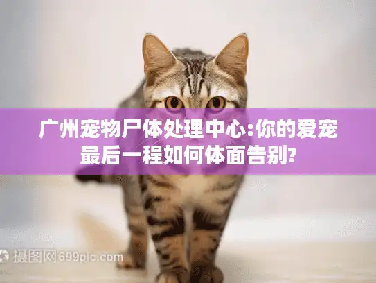 广州宠物尸体处理中心:你的爱宠最后一程如何体面告别?