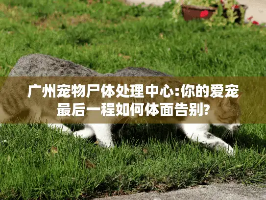 广州宠物尸体处理中心:你的爱宠最后一程如何体面告别?