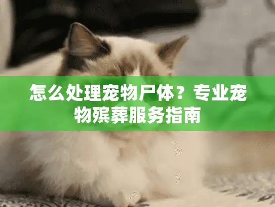 怎么处理宠物尸体？专业宠物殡葬服务指南