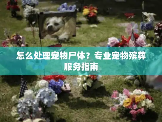 怎么处理宠物尸体？专业宠物殡葬服务指南