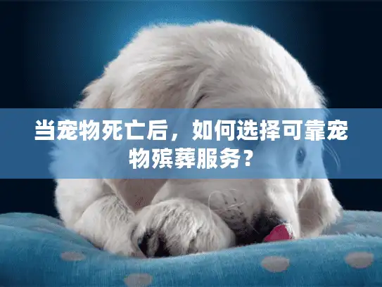当宠物死亡后，如何选择可靠宠物殡葬服务？