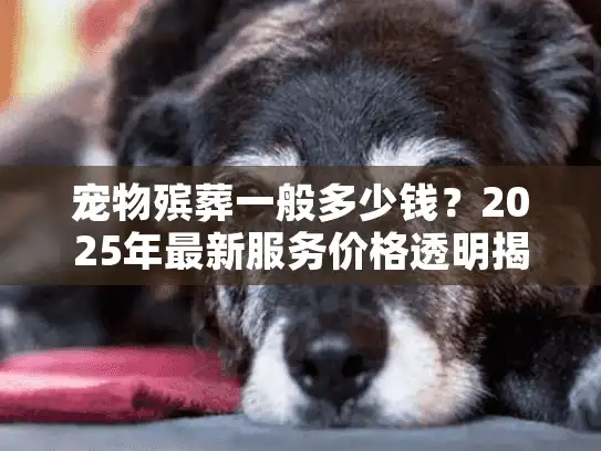 宠物殡葬一般多少钱？2025年最新服务价格透明揭秘
