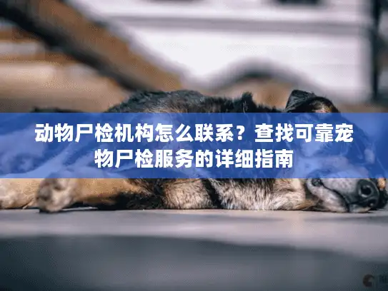 动物尸检机构怎么联系？查找可靠宠物尸检服务的详细指南
