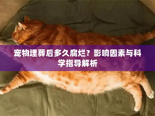 宠物埋葬后多久腐烂？影响因素与科学指导解析