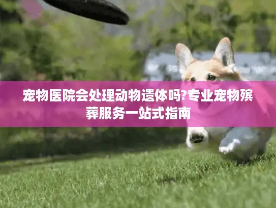 宠物医院会处理动物遗体吗?专业宠物殡葬服务一站式指南
