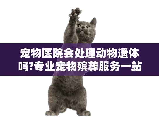 宠物医院会处理动物遗体吗?专业宠物殡葬服务一站式指南
