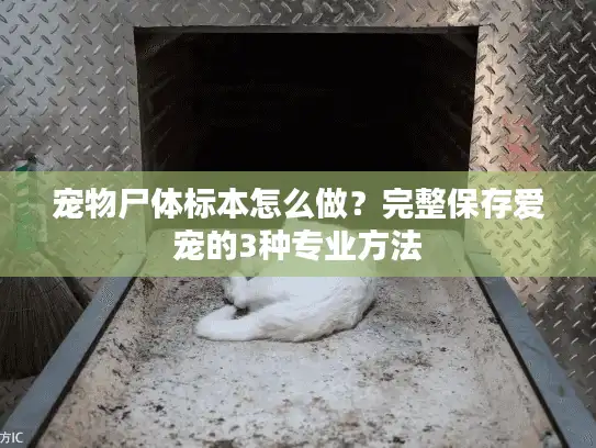宠物尸体标本怎么做？完整保存爱宠的3种专业方法