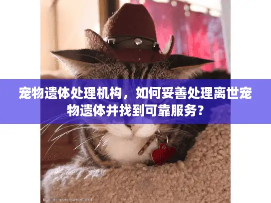 宠物遗体处理机构，如何妥善处理离世宠物遗体并找到可靠服务？