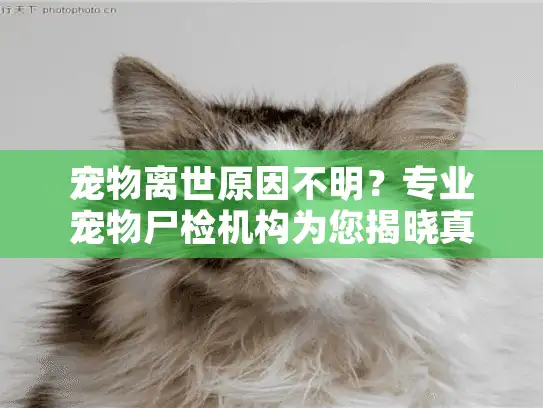 宠物离世原因不明？专业宠物尸检机构为您揭晓真相