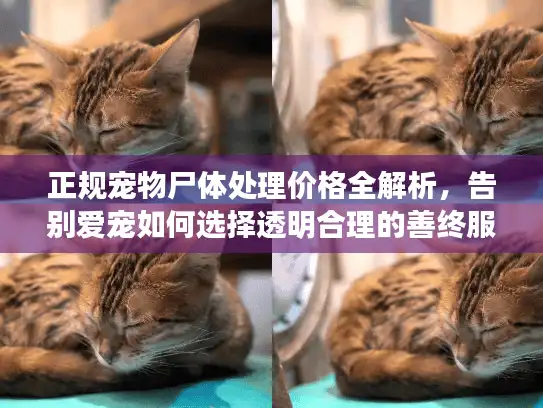 正规宠物尸体处理价格全解析，告别爱宠如何选择透明合理的善终服务？