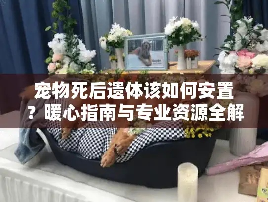 宠物死后遗体该如何安置？暖心指南与专业资源全解析