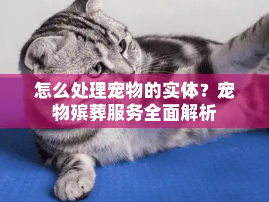 怎么处理宠物的实体？宠物殡葬服务全面解析