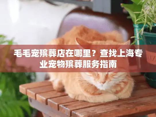 毛毛宠殡葬店在哪里？查找上海专业宠物殡葬服务指南