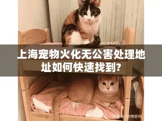 上海宠物火化无公害处理地址如何快速找到?