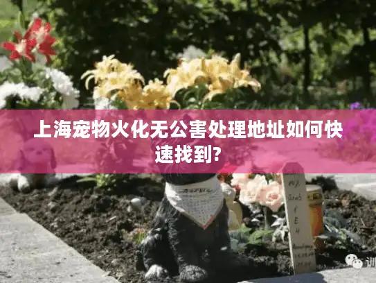 上海宠物火化无公害处理地址如何快速找到?