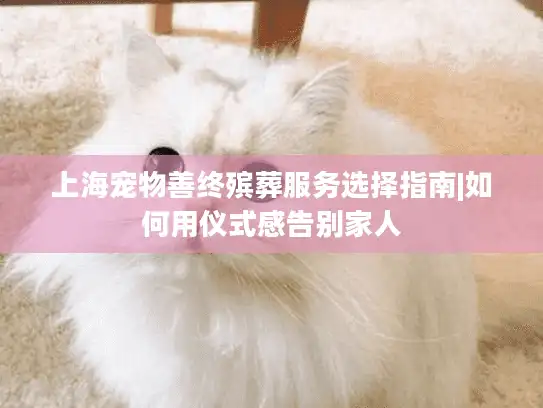 上海宠物善终殡葬服务选择指南|如何用仪式感告别家人