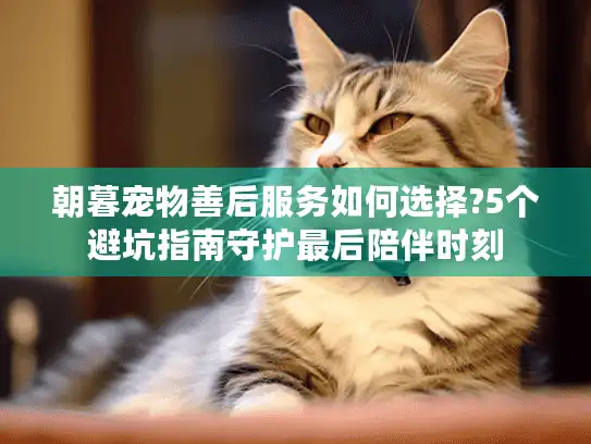 朝暮宠物善后服务如何选择?5个避坑指南守护最后陪伴时刻