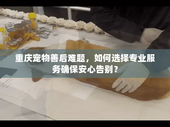 重庆宠物善后难题，如何选择专业服务确保安心告别？