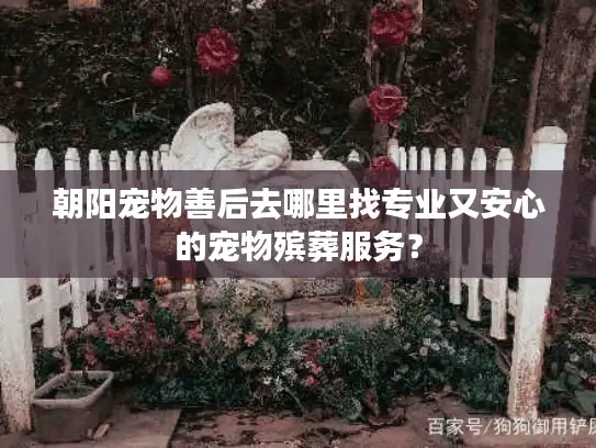 朝阳宠物善后去哪里找专业又安心的宠物殡葬服务？