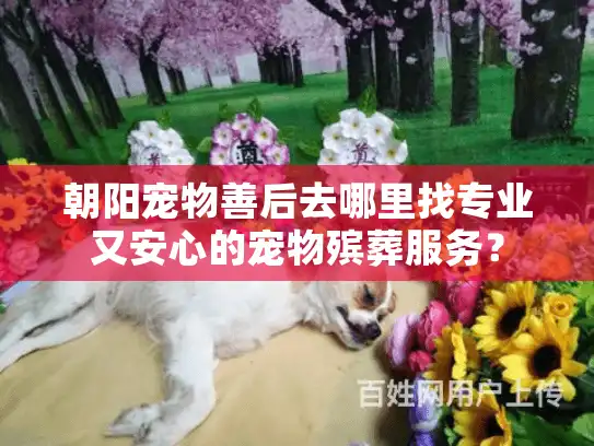 朝阳宠物善后去哪里找专业又安心的宠物殡葬服务？
