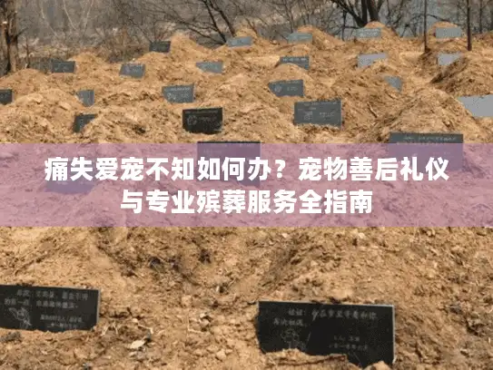 痛失爱宠不知如何办？宠物善后礼仪与专业殡葬服务全指南