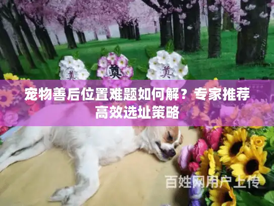 宠物善后位置难题如何解？专家推荐高效选址策略