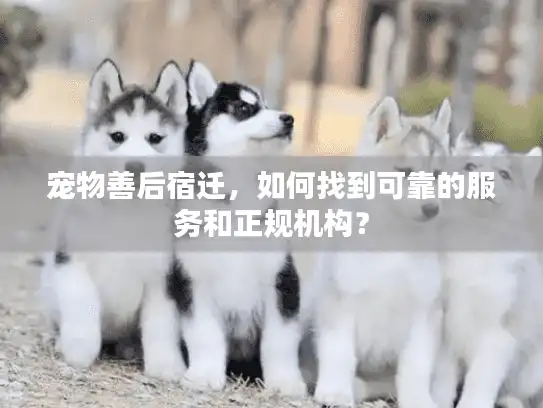 宠物善后宿迁，如何找到可靠的服务和正规机构？