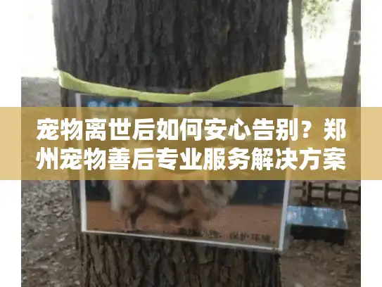 宠物离世后如何安心告别？郑州宠物善后专业服务解决方案