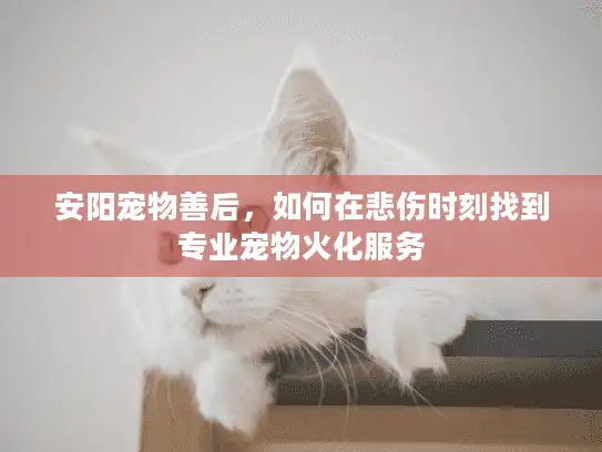 安阳宠物善后，如何在悲伤时刻找到专业宠物火化服务