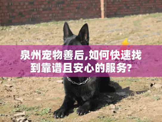 泉州宠物善后,如何快速找到靠谱且安心的服务?