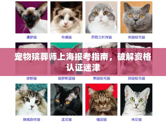 宠物殡葬师上海报考指南，破解资格认证迷津